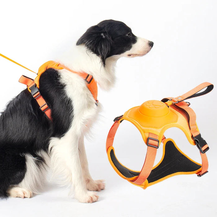 Ease Walk Harness & Leash