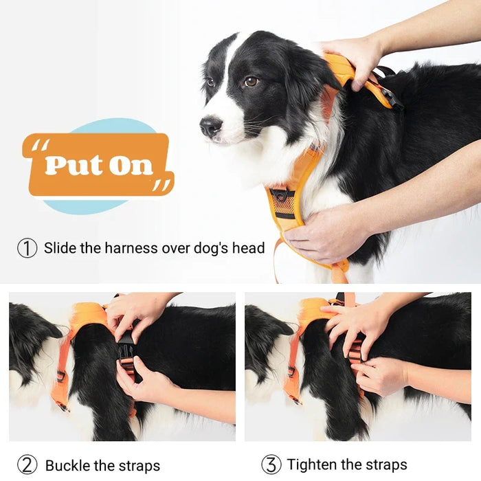 Ease Walk Harness & Leash