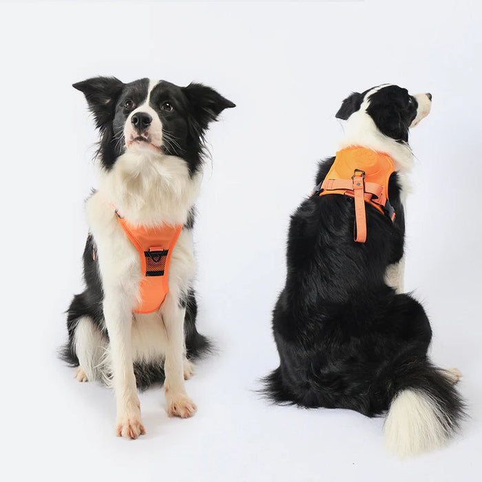 Ease Walk Harness & Leash